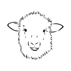 Sheep sketch style. Hand drawn illustration of beautiful black and white animal. Line art drawing in vintage style. Realistic image.