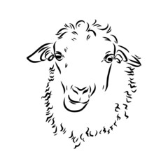 Sheep sketch style. Hand drawn illustration of beautiful black and white animal. Line art drawing in vintage style. Realistic image.