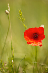 Klatschmohn