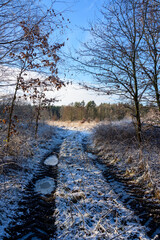Winter landscape with a forest road