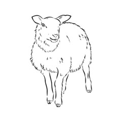 Sheep sketch style. Hand drawn illustration of beautiful black and white animal. Line art drawing in vintage style. Realistic image.