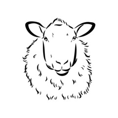 Sheep sketch style. Hand drawn illustration of beautiful black and white animal. Line art drawing in vintage style. Realistic image.