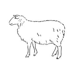 Sheep sketch style. Hand drawn illustration of beautiful black and white animal. Line art drawing in vintage style. Realistic image.
