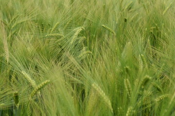 Oat grain