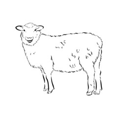 Sheep sketch style. Hand drawn illustration of beautiful black and white animal. Line art drawing in vintage style. Realistic image.