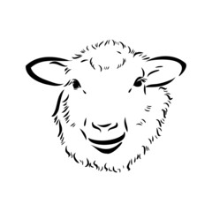 Sheep sketch style. Hand drawn illustration of beautiful black and white animal. Line art drawing in vintage style. Realistic image.