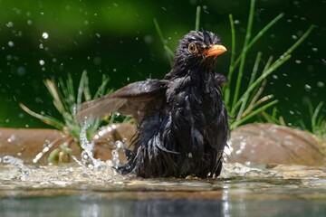 Blackbird bathes in the water of a bird watering hole. Moravia. Europe.