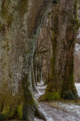Schlangenlinie durch Lindenallee