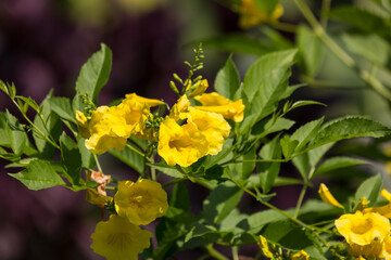 Close up of Yellow flower, Yellow elder