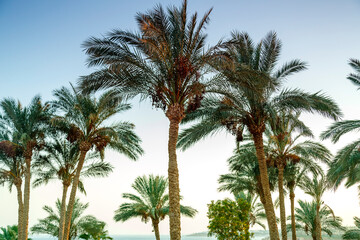 Fototapeta na wymiar Landscape of date palms against the background of the evening cloudless sky.