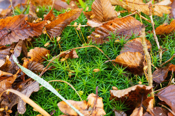 young spring moss among last year's fallen leaves