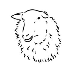 Sheep sketch style. Hand drawn illustration of beautiful black and white animal. Line art drawing in vintage style. Realistic image.