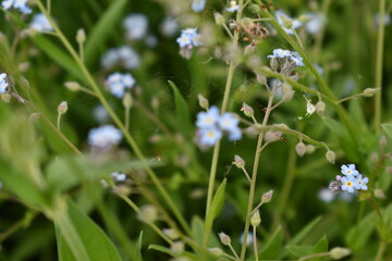 Spider web in forget-me-not flowers