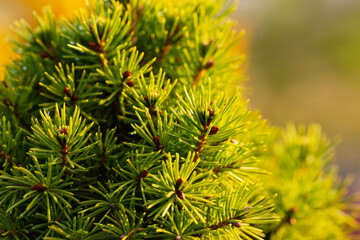 Young spring needles with soft blur background