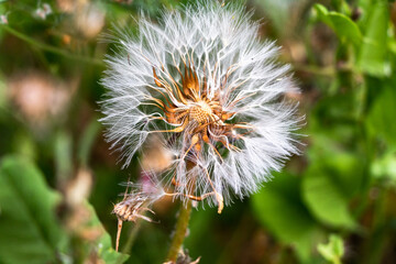 Dandelion spreading its seeds to the the wind