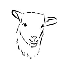 Sheep sketch style. Hand drawn illustration of beautiful black and white animal. Line art drawing in vintage style. Realistic image.
