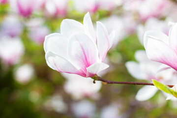 Pink blooming magnolia flowers on a bright sunny day. Close-up.