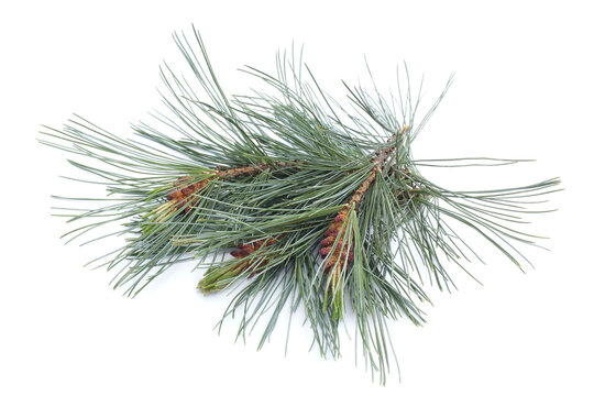 Microstrobilus (pollen cones) of Siberian Dwarf Pine (Pinus pumila)