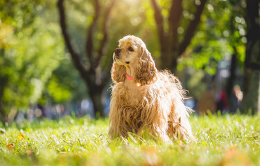 Portrait of cute american cocker spaniel dog at the park.