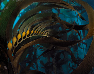 Giant kelp forms circle in surge, Anacapa Island, California, USA - obrazy, fototapety, plakaty