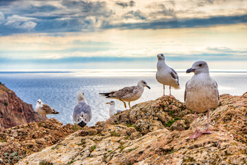 Seagulls sitting on mountain cliff against seascape in autumn cloudy day. Wild birds sea gulls in nature in mountain area on background of sky and water. Beautiful natural scenery