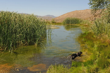 Dog cooling off in pond, Redrock Canyon, California, USA