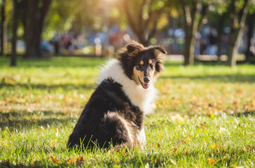 Portrait of cute rough collie dog at the park.