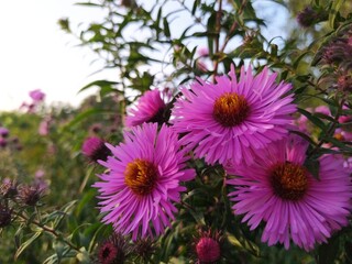 Obraz premium Autumn flowers with