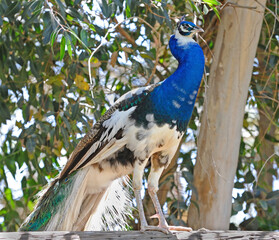 Rare white peacock, Wildlife Waystation, Angeles National Forest, California, USA
