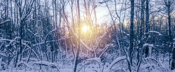 beautiful winter landscape with snow-covered trees in the forest