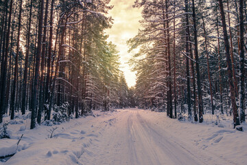 beautiful winter background with a snow-covered forest road