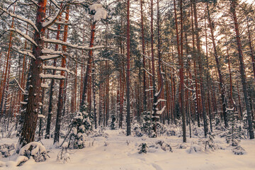 beautiful winter landscape with snow-covered trees in the forest