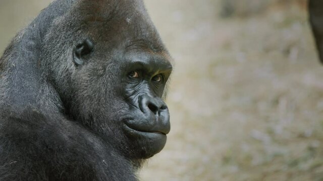 Portrait of a large male gorilla, side view