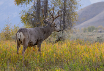 Mule Deer Buck in Wyoming in Autumn