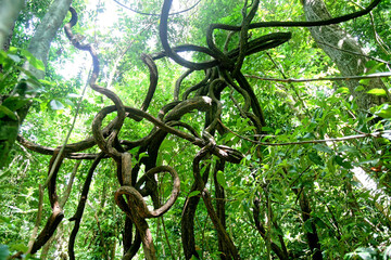 Lianes en forêt amazonienne - Guyane française - obrazy, fototapety, plakaty