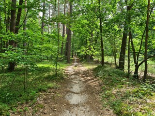 Leśna droga w letniej scenerii.  © Marcin