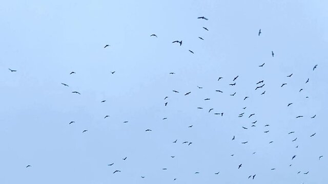flock of birds at dusk, huge flock of many birds fling overhead into distance