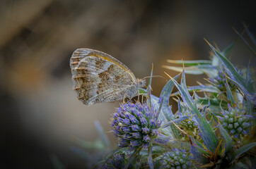 Pyronia Cecilia