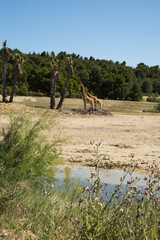 Kordofan Giraffes (Giraffa Camelopardalis Antiquorum) Grazing and Walking in Sigean Wildlife Safari Park on a Sunny Spring Day in France