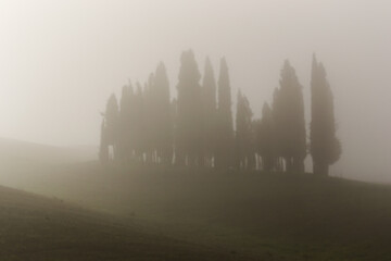 Tree group on hilly Tuscany countryside in a foggy day in Italy