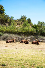 Long Horned Ankole Cows Resting in Sigean Wildlife Safari Park in France