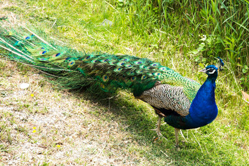 Naklejka premium Peacock (Pavo Cristatus) walking in the Grass in Sigean Wildlife Safari Park in France