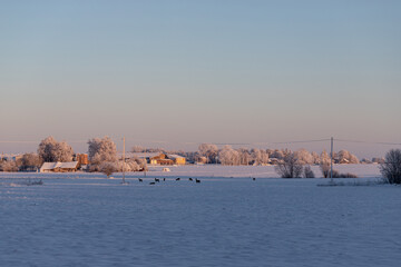 Naklejka premium herd of deers near village houses in cold winter morning, snow covered field, blue cloudless sky