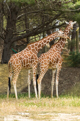Naklejka na ściany i meble Reticulated (Somali) Giraffes Cuddling and Resting in the Shade in Sigean Wildlife Safari Park in France