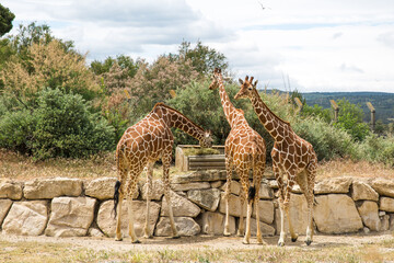 Reticulated (Somali) Giraffes Walking and Grazing in Sigean Wildlife Safari Park on a Sunny Spring Day in France