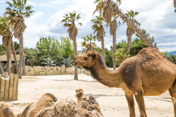 Group of Camels in Sigean Wildlife Safari Park in France