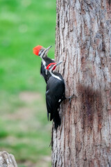 Two pileated woodpeckers on tree searching for food.