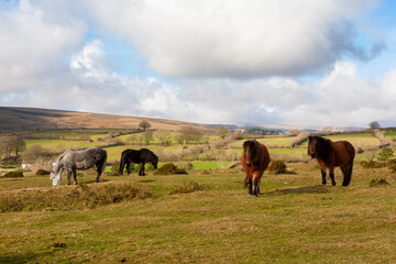 A small herd of Dartmoor ponies, who live out on the common land all year-round, grazing at Rowden...