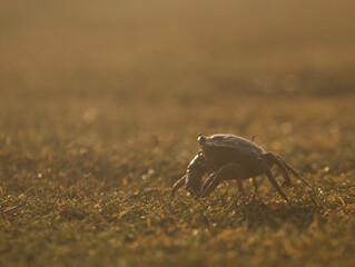 Crab runs over dune