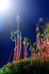 Green mosses with water drops on dark blue background. Light and selective focus.